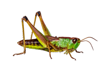 green grasshopper, isolated, close-up, no background for an insect and wildlife project. material for design and collage.