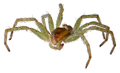 green spider hunter, isolated, close-up, no background for an insect and wildlife project. material for design and collage.