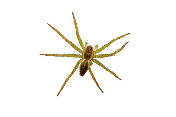 green spider hunter, isolated, close-up, no background for an insect and wildlife project. material for design and collage.