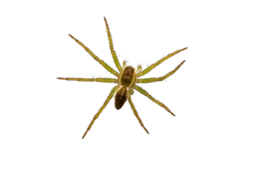 green spider hunter, isolated, close-up, no background for an insect and wildlife project. material for design and collage.