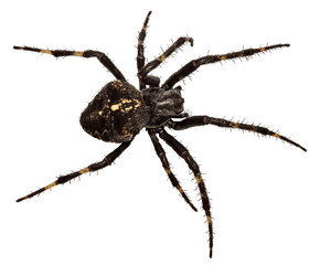 cross spider isolated, close-up, no background for an insect and wildlife project. material for design and collage.