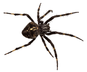 cross spider isolated, close-up, no background for an insect and wildlife project. material for design and collage.