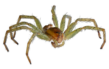 green spider hunter, isolated, close-up, no background for an insect and wildlife project. material for design and collage.