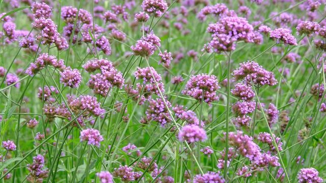 vivid violet colored verbena flowers field in the wind blowing