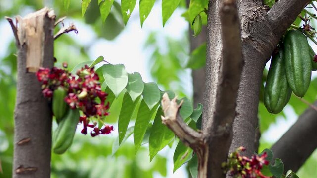 flowers and developing fruit of the bilimbi tree.