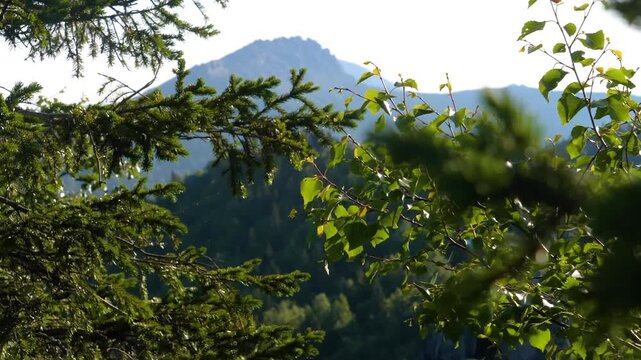 A picturesque, sunlit view through pine and deciduous tree branches, overlooking a dense forest and rugged mountain peaks in the distance. The vibrant green foliage and clear sky capture the natural b