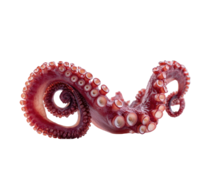 Curled, pink octopus tentacle with suckers against a stark black background