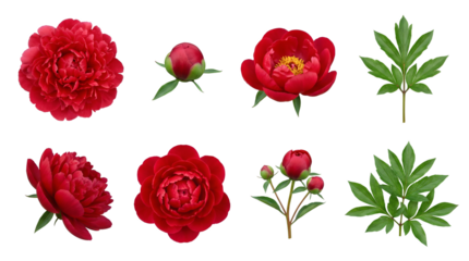 Red peony flower set including blooming heads, buds, and green leaves isolated. Floral botanical collection for garden and wedding design.