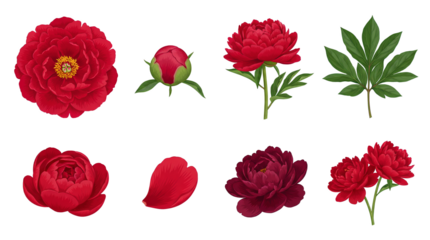Red peony flower set including full bloom, bud, stem, petals, and leaves isolated. Botanical floral collection for wedding and garden design.