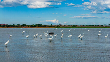 Obraz premium A flock of egrets foraging in the lake, migratory birds of Poyang Lake