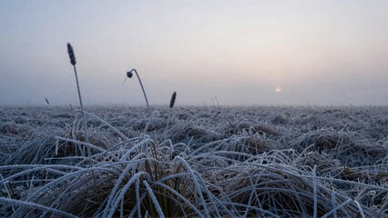 Frosty grasses with sunrise over misty field