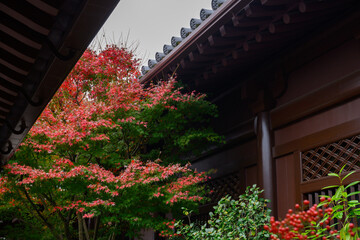 Maple Trees in Temple Architecture