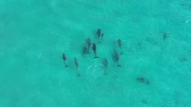  Dolphins off the Yorke Peninsula South Australia