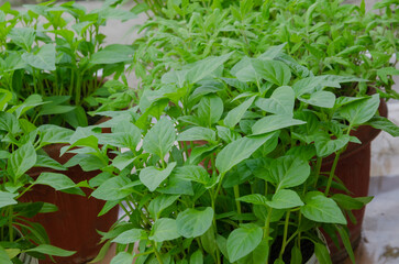 Bright green tomato and pepper seedlings in a pot, ready for transplanting