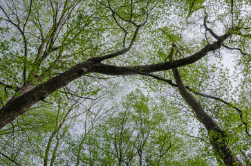 Looking up through the forest canopy to the blue sky