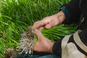 to collect wild onions or garlic, allium urs&iacute;num, for cooking or pickling