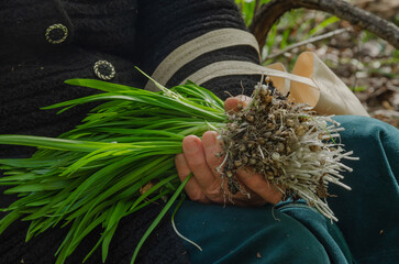 to collect wild onions or garlic, allium urs&iacute;num, for cooking or pickling