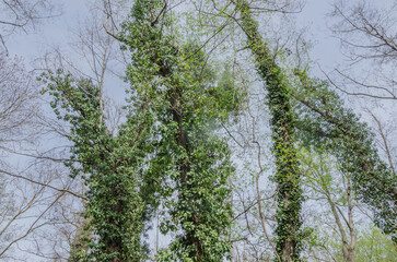 Looking up through the forest canopy to the blue sky
