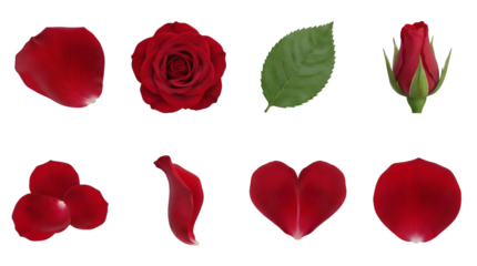 Red rose set including blooming flower, closed bud, green leaf, and falling petals isolated. Romantic floral and botanical nature collection.