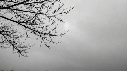 Bare tree branches against foggy sky