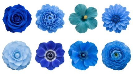 Blue flower heads set including rose, peony, hibiscus, dahlia, camellia, anemone, poppy, and ranunculus isolated. Floral botanical collection for spring and wedding design.
