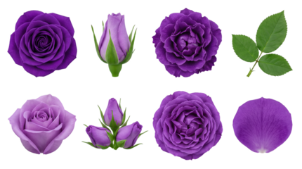 Purple rose flower set including blooming heads, buds, green leaves, and single petal isolated. Floral botanical collection for wedding design and spring decor.