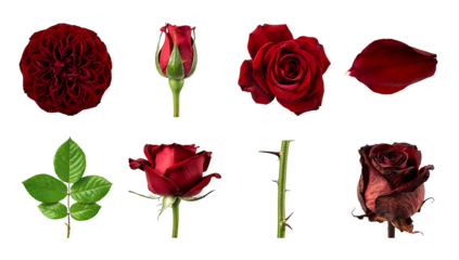 Red rose set including flower heads, buds, petals, leaves, thorny stem, and wilted stage isolated. Floral design and botanical collection.