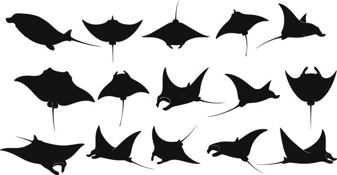 Manta Ray Silhouette Vector Set with Marine Stingray Shapes Black Ocean Wildlife Illustration Collection