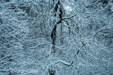 Snow-covered trees and bushes as a winter background.