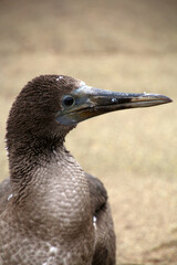 Young blue-footed booby on the beach in the Galapagos Islands, Ecuador, South America