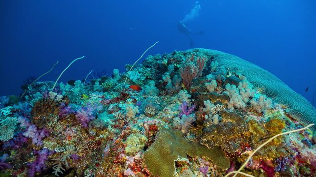 Underwater shot of bright and colourful coral reef with fish and SCUBA Diver in background