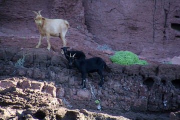Wild goats on the coast of Isla Esp&iacute;ritu Santo an uninhabited island in the Pacific Ocean in the Mexican state of Baja California Sur