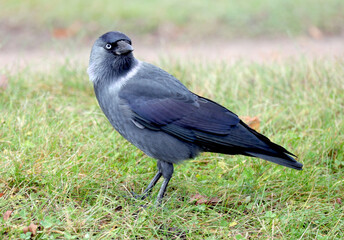 Portrait of a beautiful jackdaw bird on the lawn of a city park on a summer day.