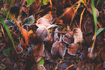 Late autumn foliage with frost