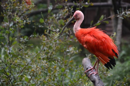 ibis rouge
