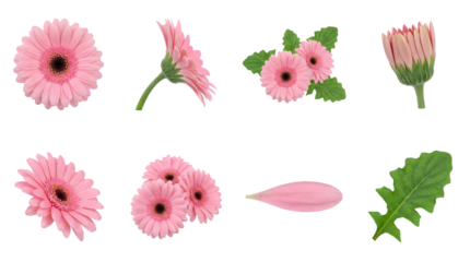 Pink gerbera daisy set including blossom, bud, petals, and leaf isolated. Floral botanical collection for wedding design and greeting cards.