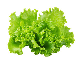 fresh green lettuce isolated on white background.