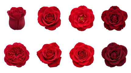 Red rose set including various blooming stages, open petals, and deep crimson buds isolated. Floral garden and romantic flower collection.
