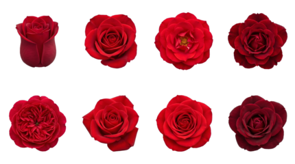 Red rose set including various blooming stages, open petals, and deep crimson buds isolated. Floral garden and romantic flower collection.