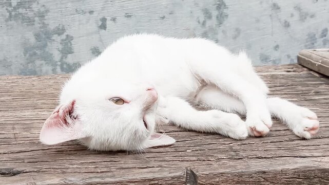 A stray cat resting. Just like humans, when they feel full, this cat needs rest to maintain its strength, even in a makeshift environment, where it feels comfortable and doesn't want to be disturbed.