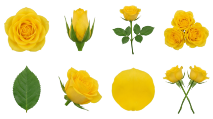Yellow rose set including bloom, bud, stem, petals, leaf, and cluster arrangements isolated. Floral design and botanical collection.
