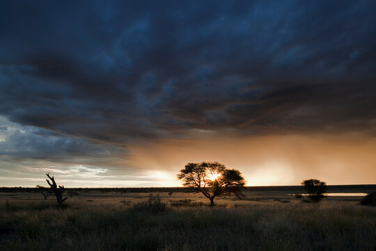 Acacia tree at sunset in Kalahari, Kgalagadi Park, Botswana