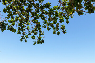 Green tropical tree branch with glossy leaves against clear blue sky, calm natural outdoor scene with bright sunlight