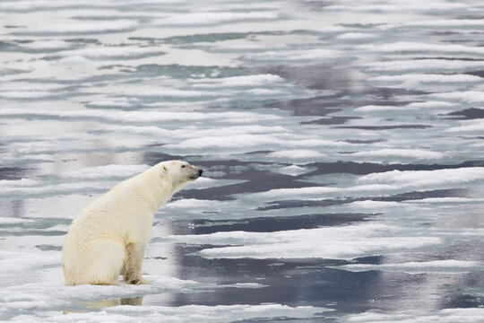 Polar bear walking on pack ice in Svalbard Norway Arctic