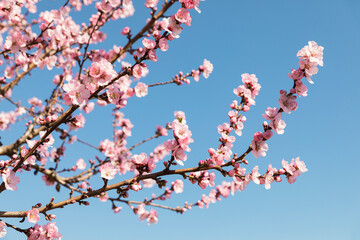 Pink almond blossom branches in spring with blue sky in Palatinate
