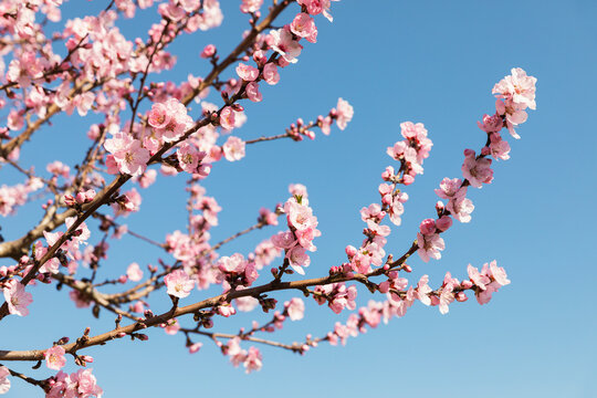 Pink almond blossom branches in spring with blue sky in Palatinate