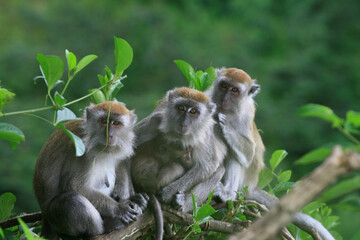 Long tailed monkeys (Macaca fascicularis) at Ngarai Sianok, West Sumatra, Indonesia.