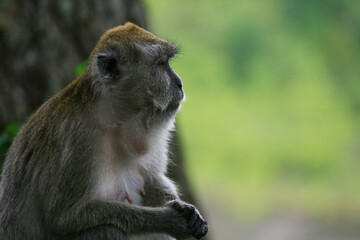 Long tailed monkey (Macaca fascicularis) at Ngarai Sianok, West Sumatra, Indonesia.