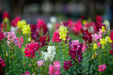 Obraz premium Pink and white tulips blooming in a colorful garden field in spring
