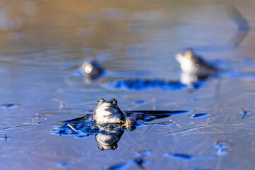 Frogs in a lake a sunny spring day